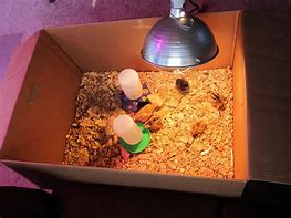 Image result for Baby Chick Box