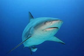 Image result for Bull Shark Photo