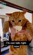 Image result for Orange Tabby Cat Memes