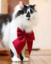 Image result for Sora Cat