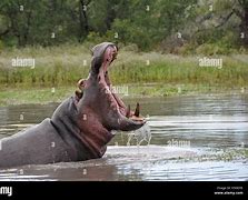 Image result for Hippo Big Teeth