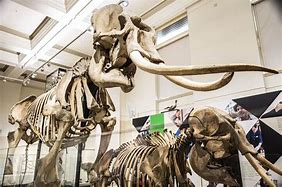 Image result for Horror Elephant Skeleton