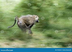 Image result for Animated Monkey Running