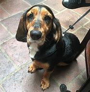 Image result for Basset Hound with English Cocker Spaniels