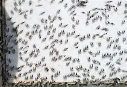 Image result for Flying Ants Swarm