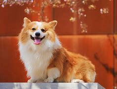 Image result for Corgi Desktop