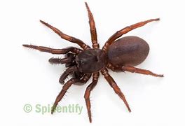 Image result for Pale Trapdoor Spider