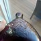 Image result for Antique Purple Glass