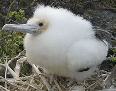 Image result for Fluffy Baby Albatross