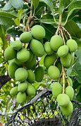 Image result for Mango Raw Leave