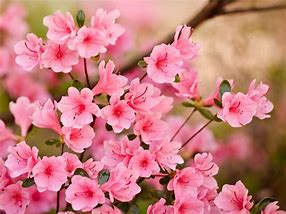 Image result for Beautiful Pink Flowers Pinterest