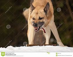 Image result for Agressive Dog Mohawk