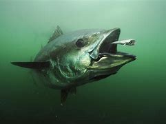 Image result for Bluefin Tuna Fin