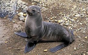 Image result for White Fur Seal Fat