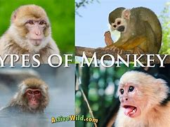 Image result for Monkey List