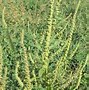 Image result for 5 Leaf Weed Identification