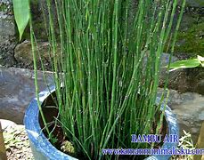 Image result for Bambu Air