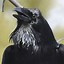 Image result for Photo of a Raven