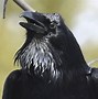 Image result for Most Graceful Raven in the World