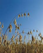 Image result for Oatmeal Plant