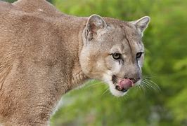 Image result for Mountain Lion Catholic