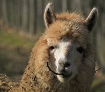 Image result for lama animal