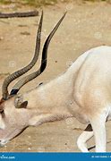 Image result for Scimitar Oryx Face