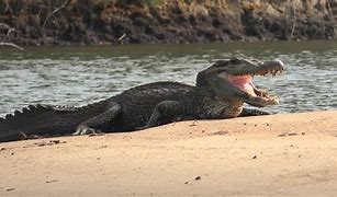 Image result for Biggest Caiman