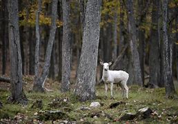 Image result for Albino Elg