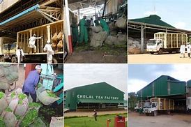 Image result for Gacharage Tea