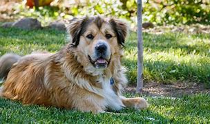 Image result for Golden Shepherd Images