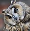 Image result for Owl with Orange Eyes