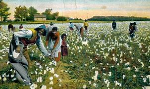 Image result for Black Person Harvesting Cotton