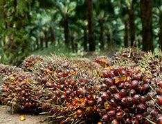 Image result for KELAPA SAWIT