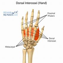 Image result for Dorsal Aspect Hand