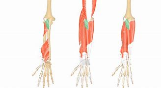 Image result for Anconeus Muscle