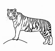 Image result for Tiger Head Line Drawing