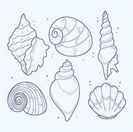 Image result for Shell Outline for Kids