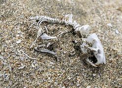 Image result for Rodent Rib Bone