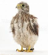 Image result for Baby Kestrel Rescue