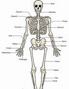 Image result for Voles Bone Diagram