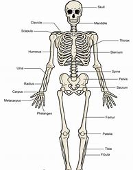 Image result for Simple Skeletal System Diagram