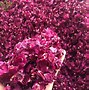 Image result for Rose Petals