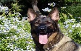 Image result for German Shepherd Mixed Breeds