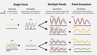 Image result for Biodiversity Diagram