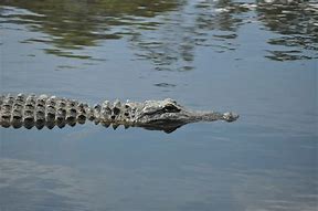 Image result for Alligator Swamp