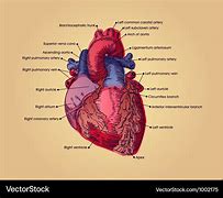 Image result for Anatomical Heart Vector