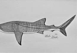 Image result for Whale Shark Art