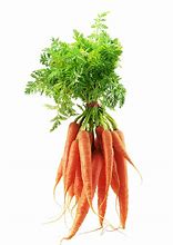 Image result for The Carrot Carp