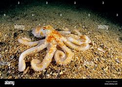 Image result for Sparkler Octopus